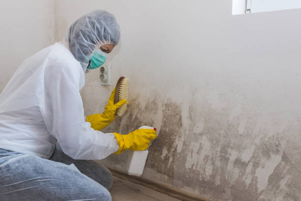 Attic Mold Removal in Alburtis, PA
