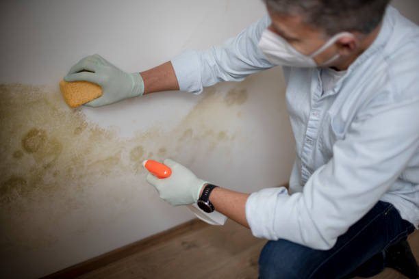 Best Residential Mold Removal  in Alburtis, PA